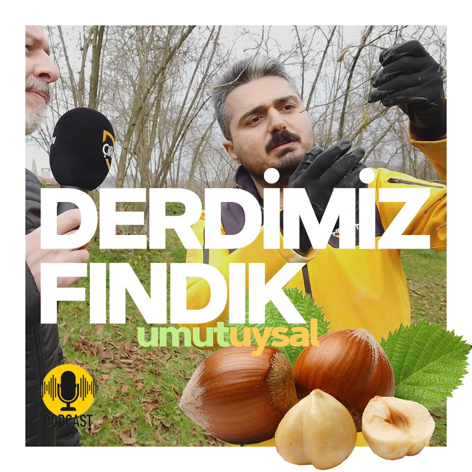 derdimiz-findik